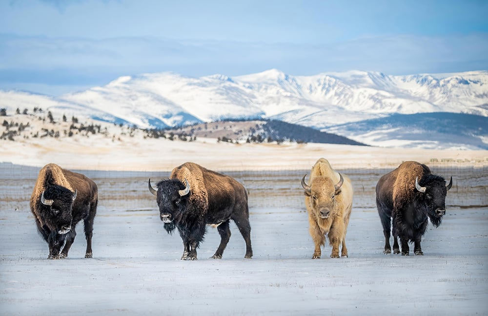 bison in snow bison in snow